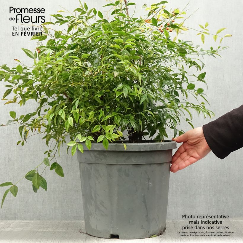 Example of Nandina domestica - Bambou sacré Pot van 18 l/20 l as you get in hiver