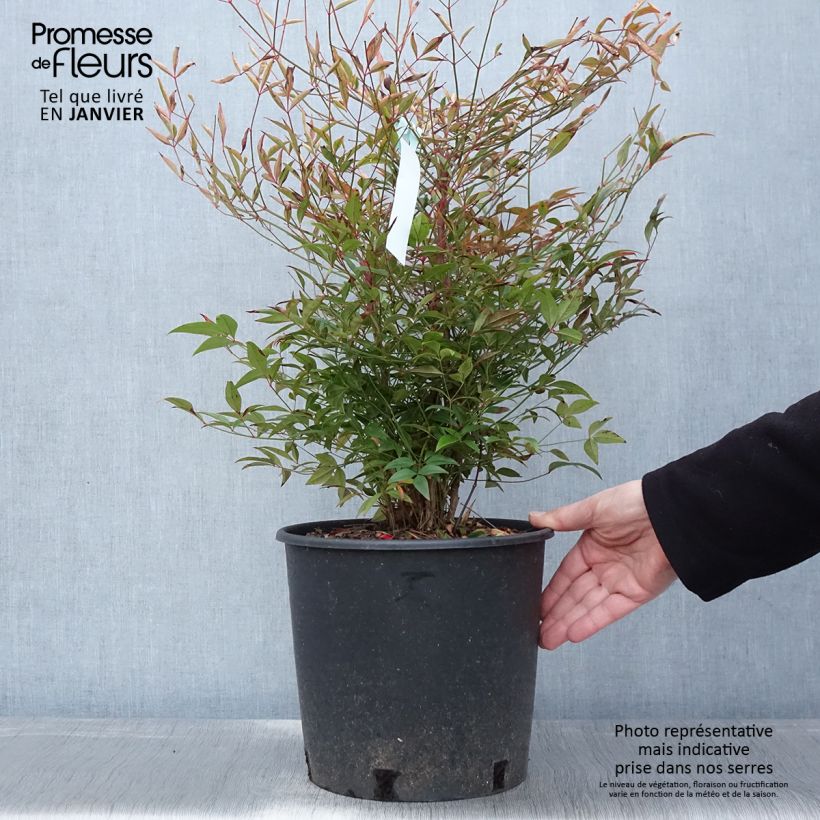 Example of Nandina domestica - Bambou sacré Pot van 7,5 l/10 l as you get in hiver