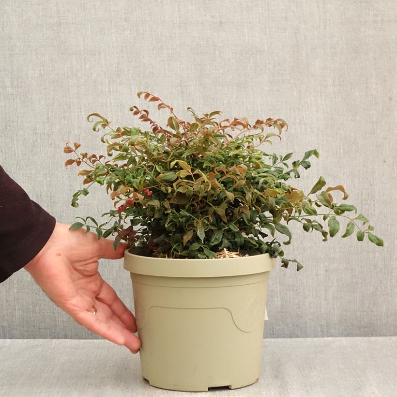 Example of Nandina domestica Curly Obsessed - Bambou sacré Pot van 3 l/4 l as you get in automne