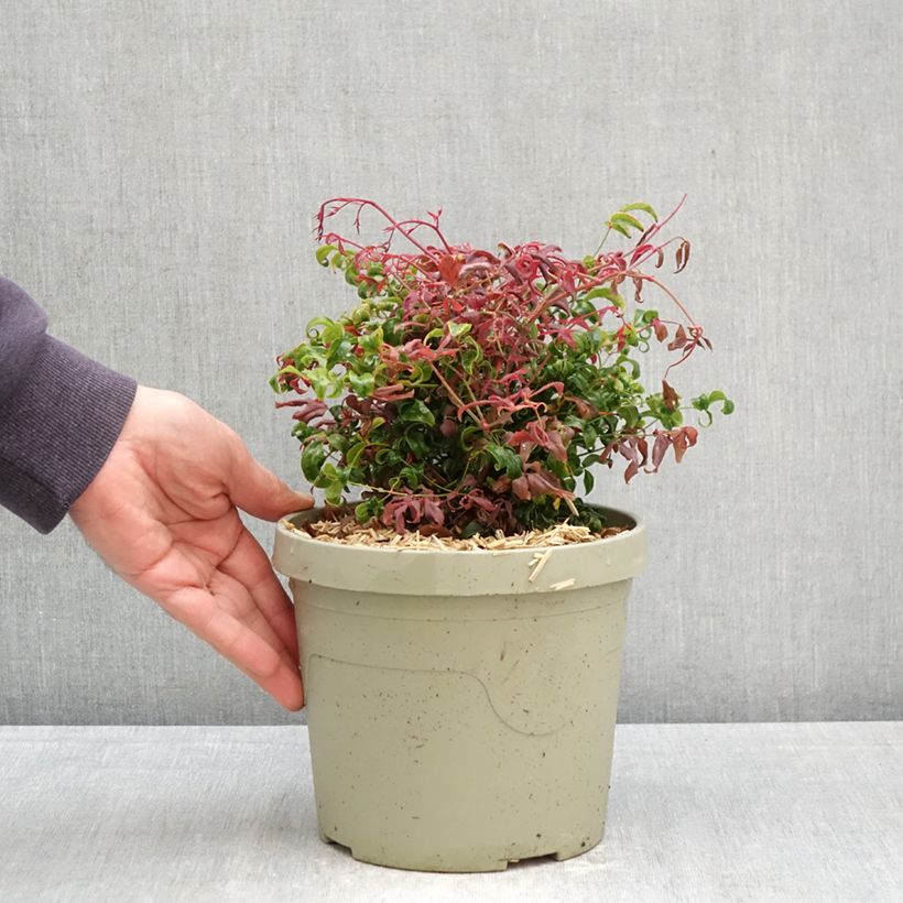 Exemplaar van Nandina domestica Curly Obsessed - Hemelse bamboe Pot van 3 l/4 l zoals geleverd in de lente