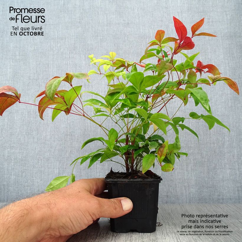 Exemplaar van Nandina domestica Fire Power - Hemelse bamboe Kweekpotje van 8/9 cm zoals geleverd in de herfst