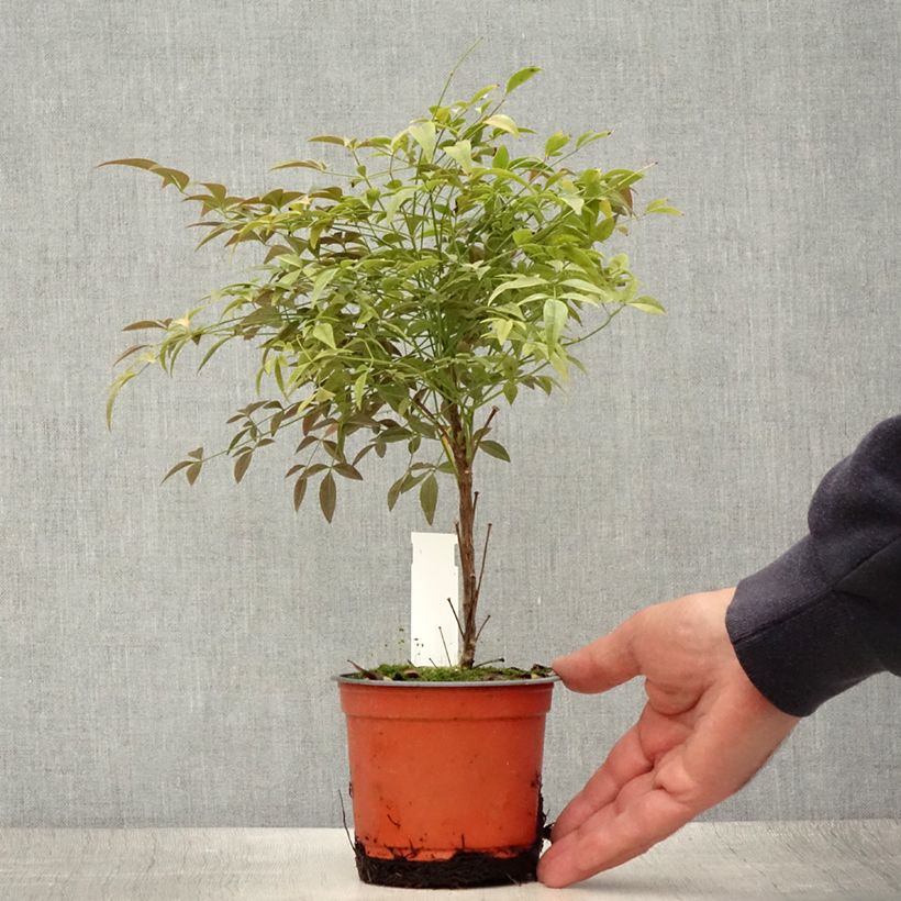 Exemplaar van Nandina domestica Flirt - Hemelse bamboe Pot van 12 cm / 13 cm zoals geleverd in de zomer