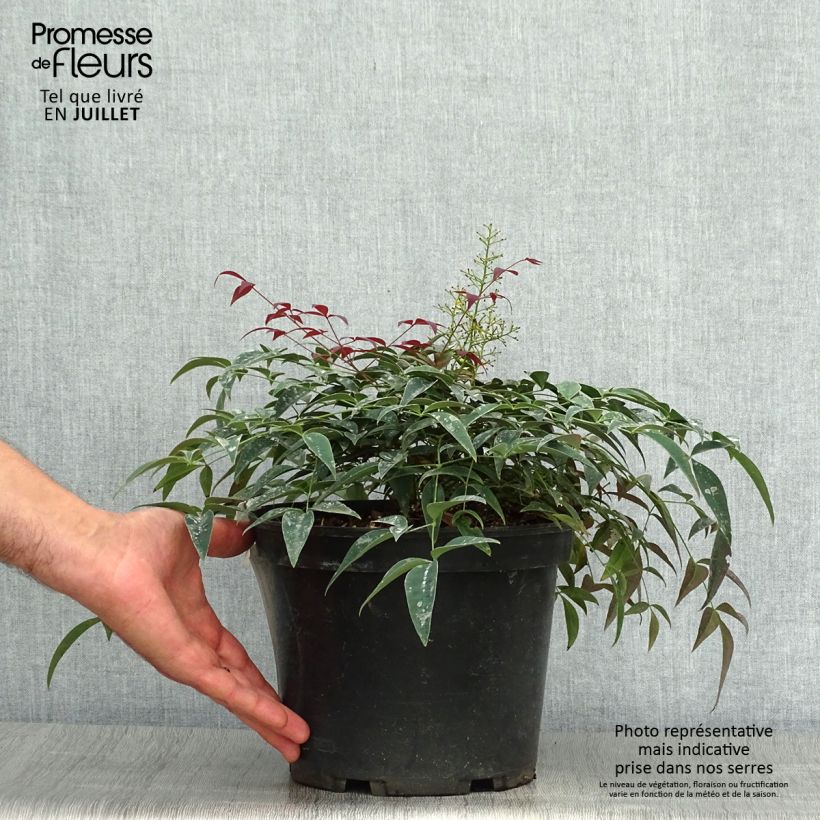 Exemplaar van Nandina domestica Flirt - Hemelse bamboe Pot van 3 l/4 l zoals geleverd in de zomer