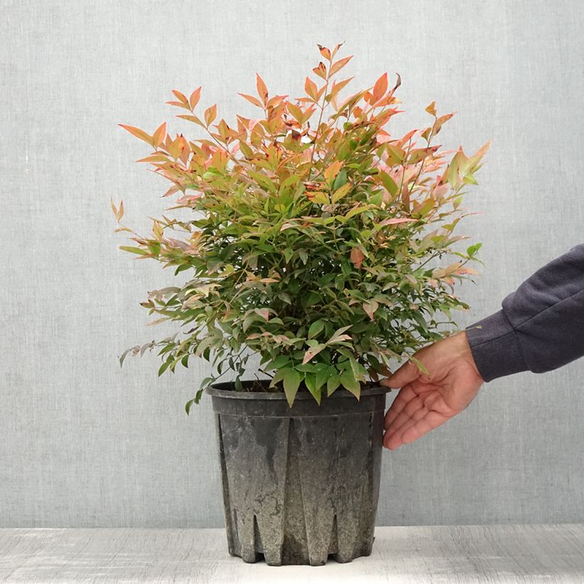 Exemplaar van Nandina domestica Gulf Stream - Hemelse bamboe Pot van 7,5 l/10 l zoals geleverd in de zomer