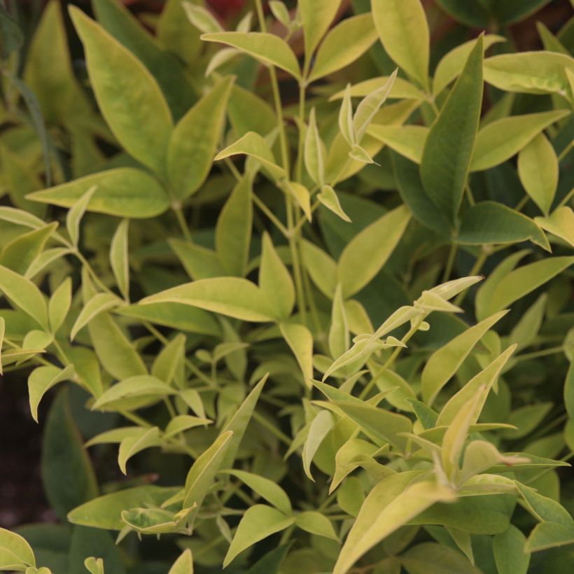 Nandina domestica Lemon Lime - Hemelse bamboe (Foliage)