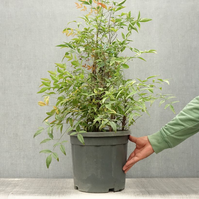 Exemplaar van Nandina domestica Lemon Lime - Hemelse bamboe Pot van 7,5 l/10 l zoals geleverd in de zomer