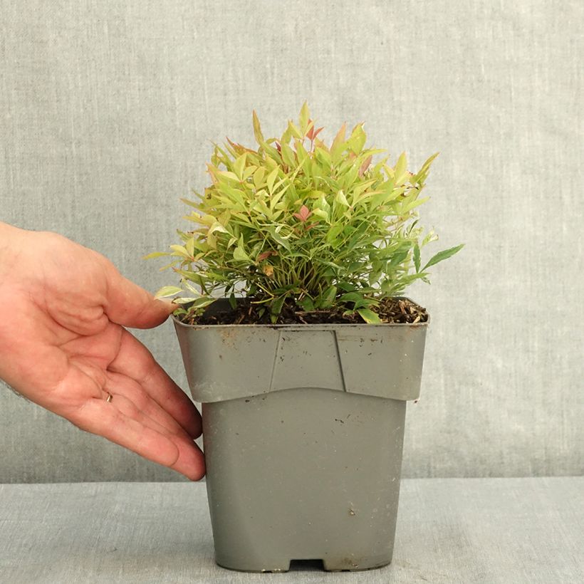 Exemplaar van Nandina domestica Red Light - Hemelse bamboe Pot van 2 l/3 l zoals geleverd in de zomer
