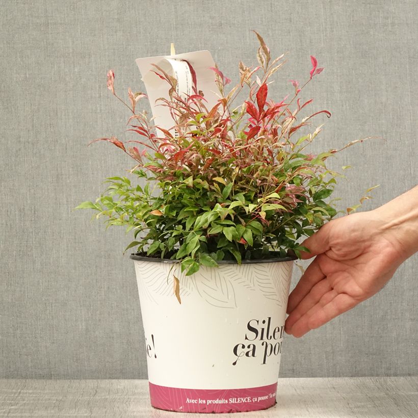 Exemplaar van Nandina domestica Red Light - Hemelse bamboe Pot van 3 l/4 l zoals geleverd in de zomer