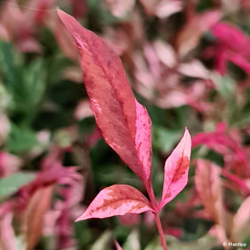 Nandina domestica Red Light - Hemelse bamboe (Blad)