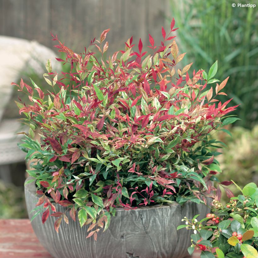 Nandina domestica Red Light - Hemelse bamboe (Groeiplaats)