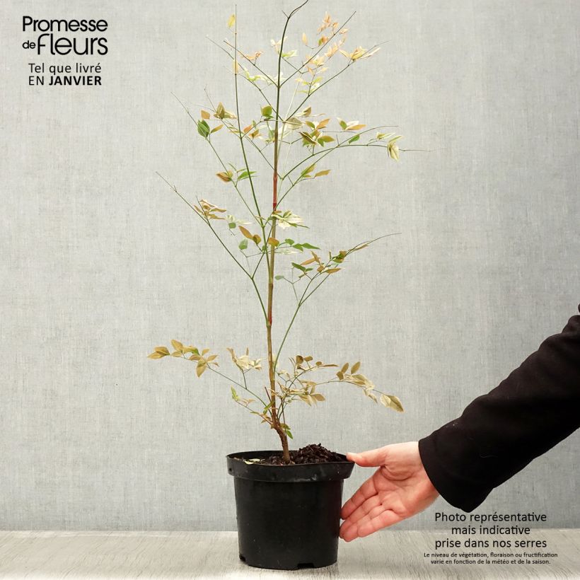 Example of Nandina domestica Richmond - Hemelse bamboe Pot van 2 l/3 l as you get in hiver