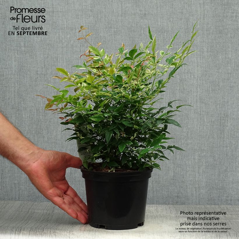 Exemplaar van Nandina domestica Twilight - Hemelse bamboe Pot van 2 l/3 l zoals geleverd in de herfst