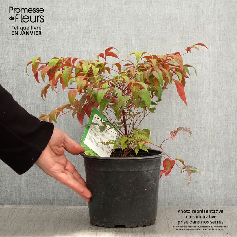 Example of Nandina domestica Wood's Dwarf - Bambou sacré nain Pot van 2 l/3 l as you get in hiver