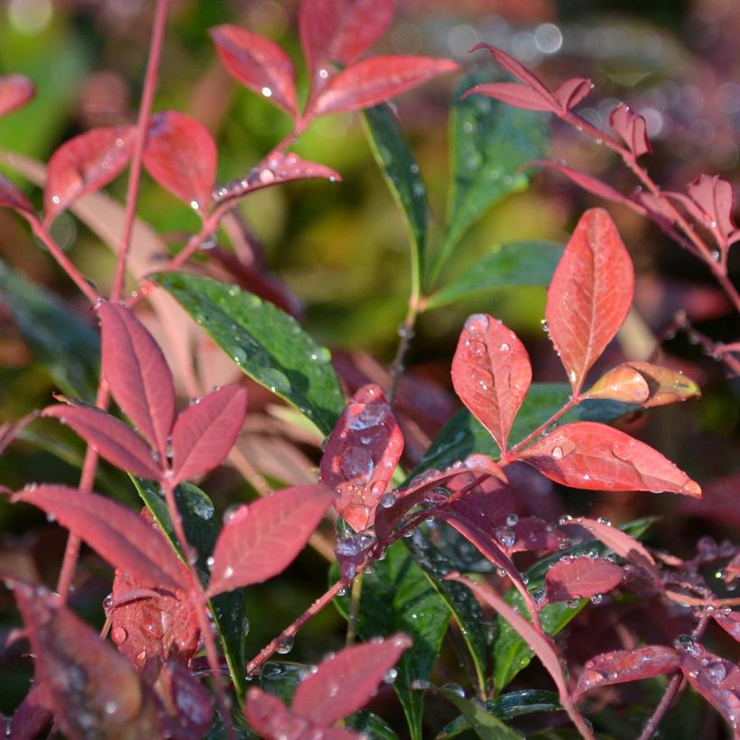Nandina domestica Obsessed Seika - Hemelse bamboe (Foliage)