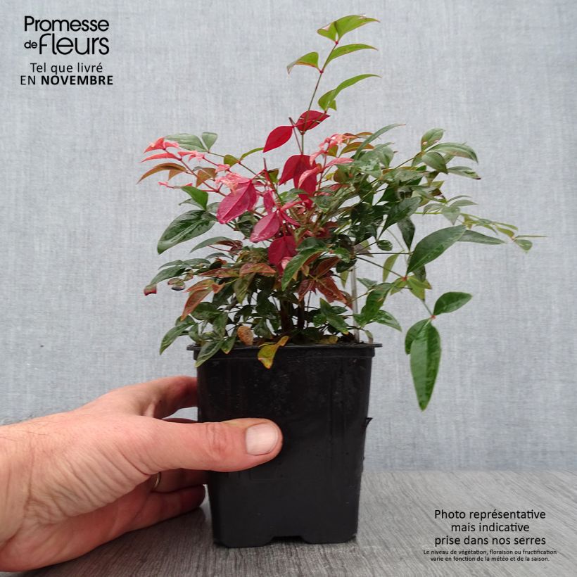 Exemplaar van Nandina domestica Obsessed Seika - Hemelse bamboe Kweekpotje van 8/9 cm zoals geleverd in de herfst