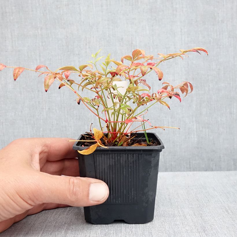 Exemplaar van Nandina domestica Obsessed Seika - Hemelse bamboe Kweekpotje van 8/9 cm zoals geleverd in de lente