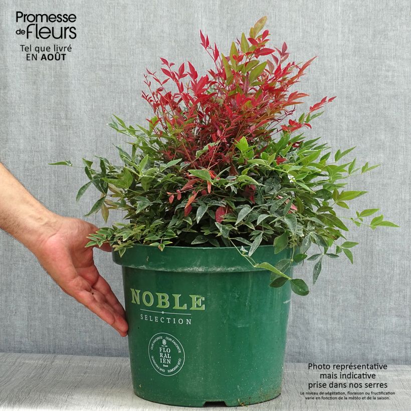 Exemplaar van Nandina domestica Obsessed Seika - Hemelse bamboe Pot van 7,5 l/10 l zoals geleverd in de zomer