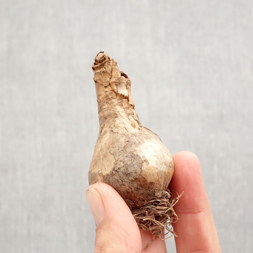 Exemplaar van Narcissus Acropolis -  Narcis dubbel Bol kaliber 12+ zoals geleverd in de herfst