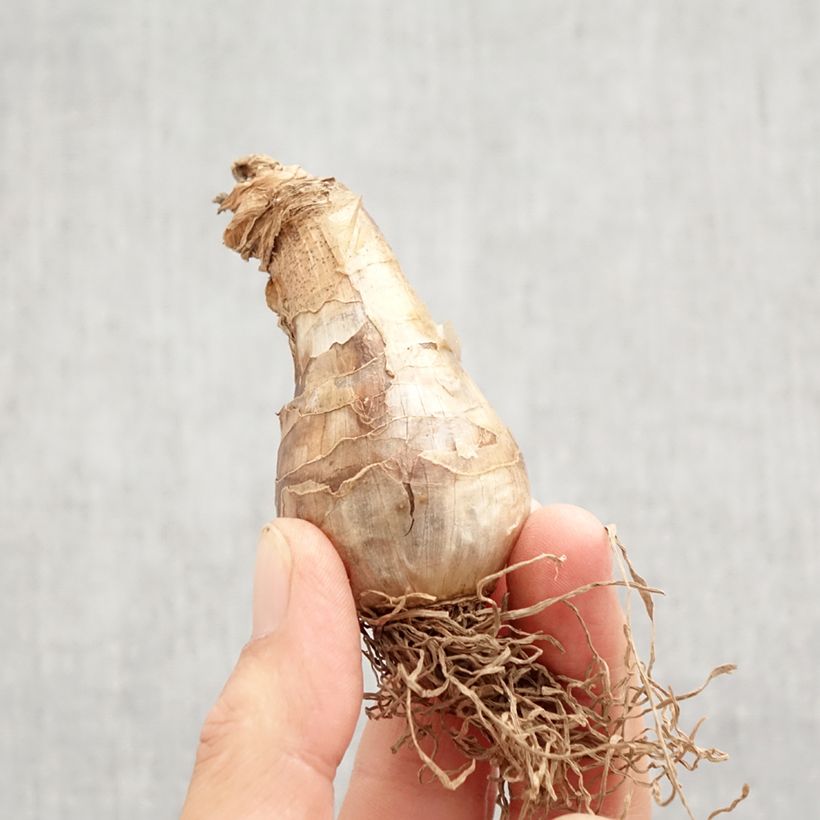 Exemplaar van Narcissus Art Design - Spleetkronige narcis Bol kaliber 12+ zoals geleverd in de herfst