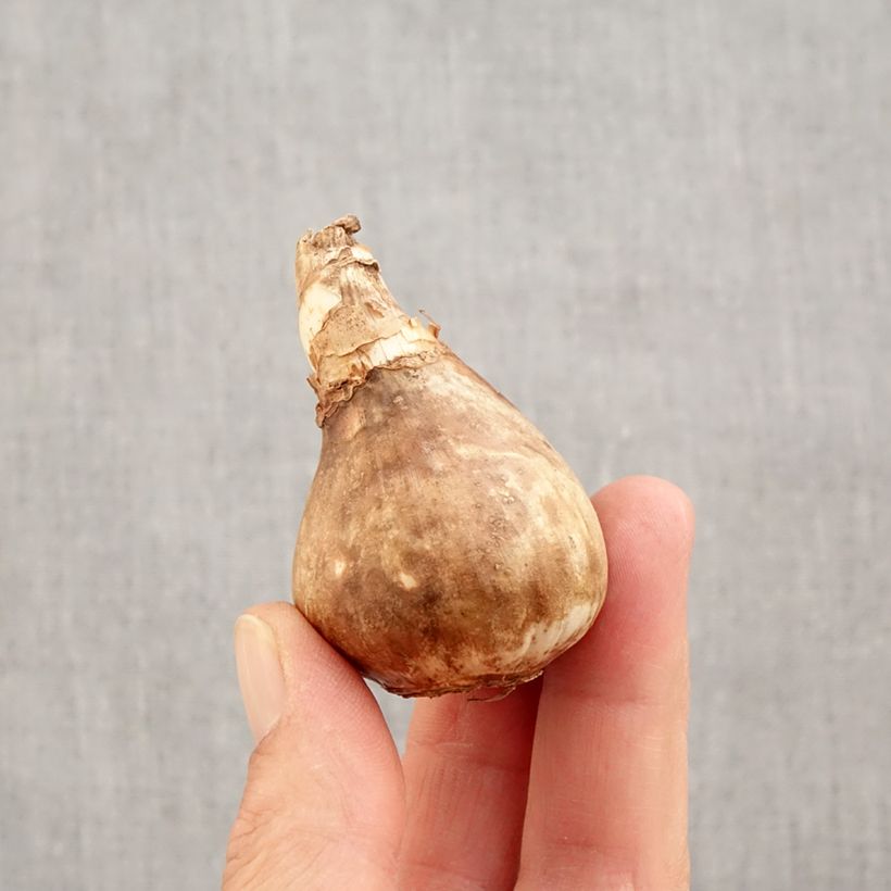 Exemplaar van Narcissus Avalanche - Tazetta-narcis Bol kaliber 14+ zoals geleverd in de herfst