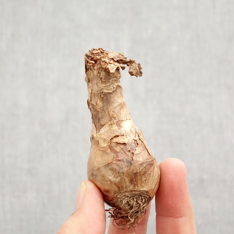 Exemplaar van Narcissus Bella Estrella - sSpleetkronige narcis Bol kaliber 12+ zoals geleverd in de herfst