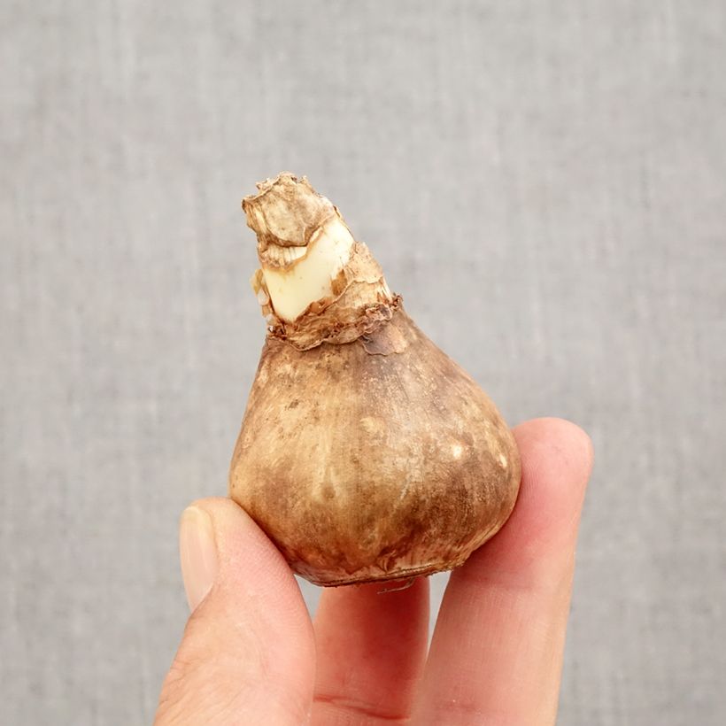 Exemplaar van Narcissus Blazing Starlet - Spleetkronige narcis Bol kaliber 14+ zoals geleverd in de herfst