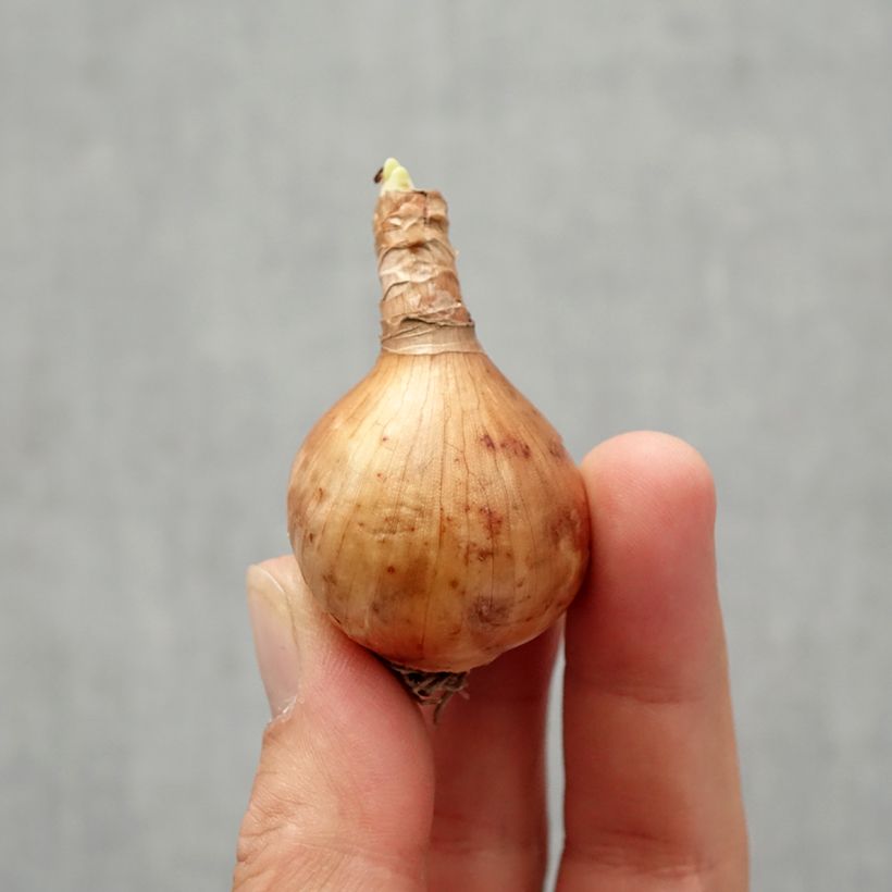 Exemplaar van Narcissus jonquilla Blushing Lady - Jonquilla narcis Bol kaliber 10/12 zoals geleverd in de herfst