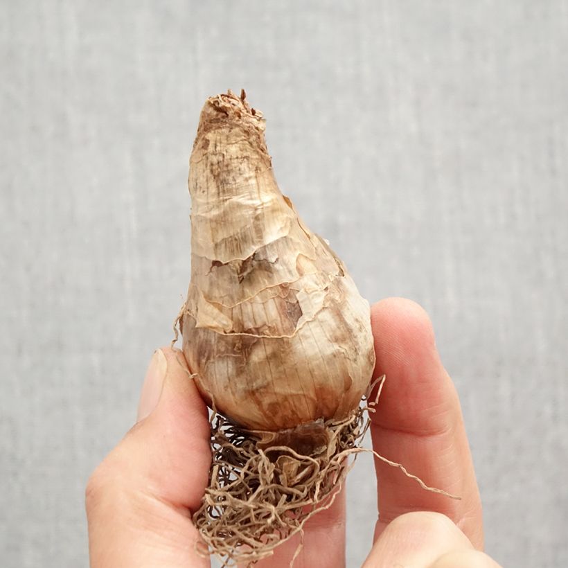 Exemplaar van Narcissus Brackenhurst - Grootkronige narcis Bol kaliber 12+ zoals geleverd in de herfst