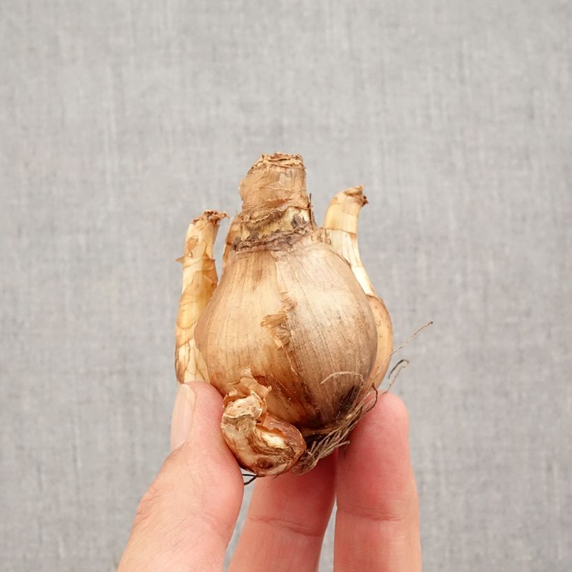 Exemplaar van Narcissus British Gamble -Trompetnarcis Bol kaliber 14/16 zoals geleverd in de herfst