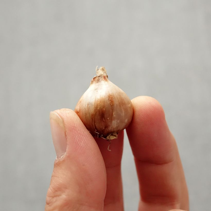 Exemplaar van Narcissus bulbocodium Golden Bells - narcis Bol kaliber 6+ zoals geleverd in de herfst