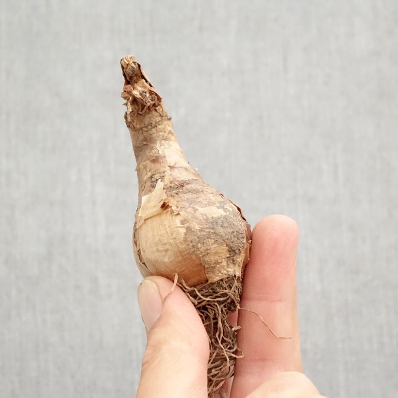 Exemplaar van Narcissus Camelot - Grootkronige narcis Bol kaliber 12+ zoals geleverd in de herfst