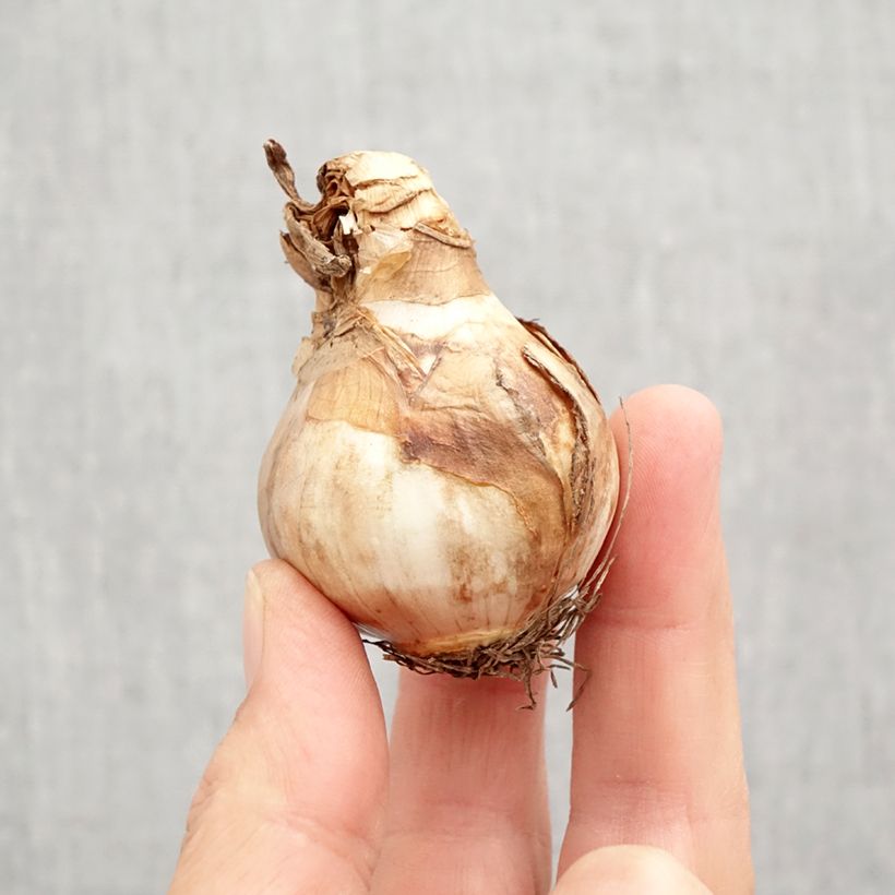 Exemplaar van Narcissus Changing Colors - Spleetkronige narcis Bol kaliber 12+ zoals geleverd in de herfst