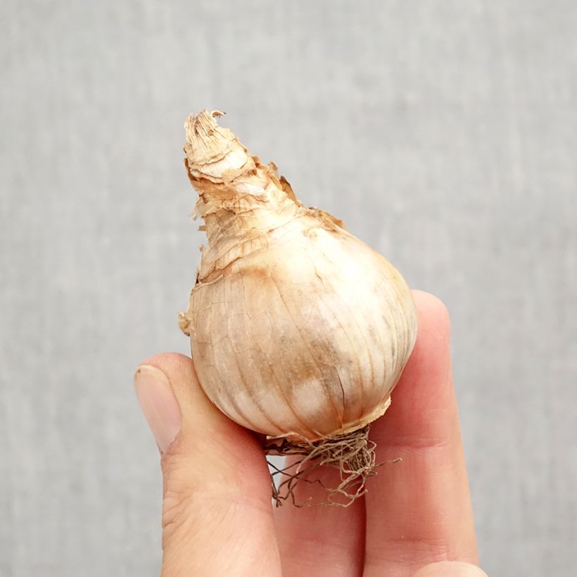 Exemplaar van Narcissus Copper Queen - Grootkronige narcis Bol kaliber 12+ zoals geleverd in de herfst