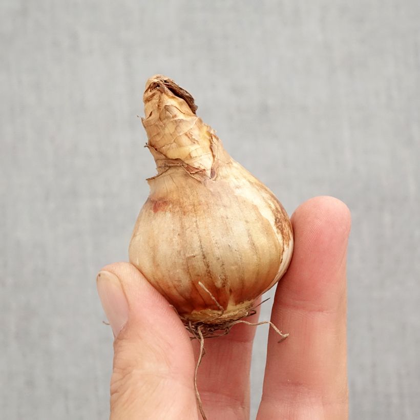 Exemplaar van Narcissus Cotinga - Dwergnarcis Bol kaliber 12+ zoals geleverd in de herfst