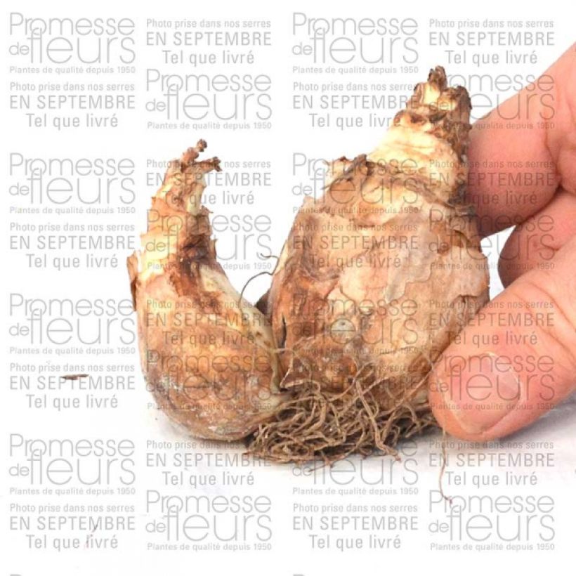 Voorbeeld van een exemplaar van Narcisse Trena Bulbe calibre 12+ zoals geleverd