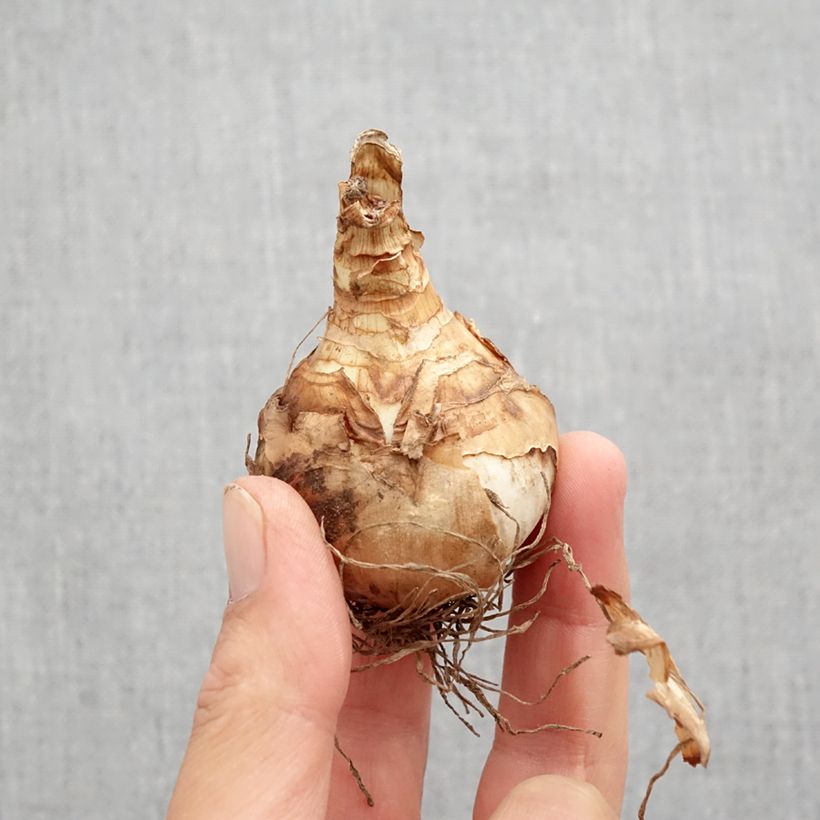 Exemplaar van Narcissus Double Beauty - Dubbele narcis Bol kaliber 12 zoals geleverd in de herfst