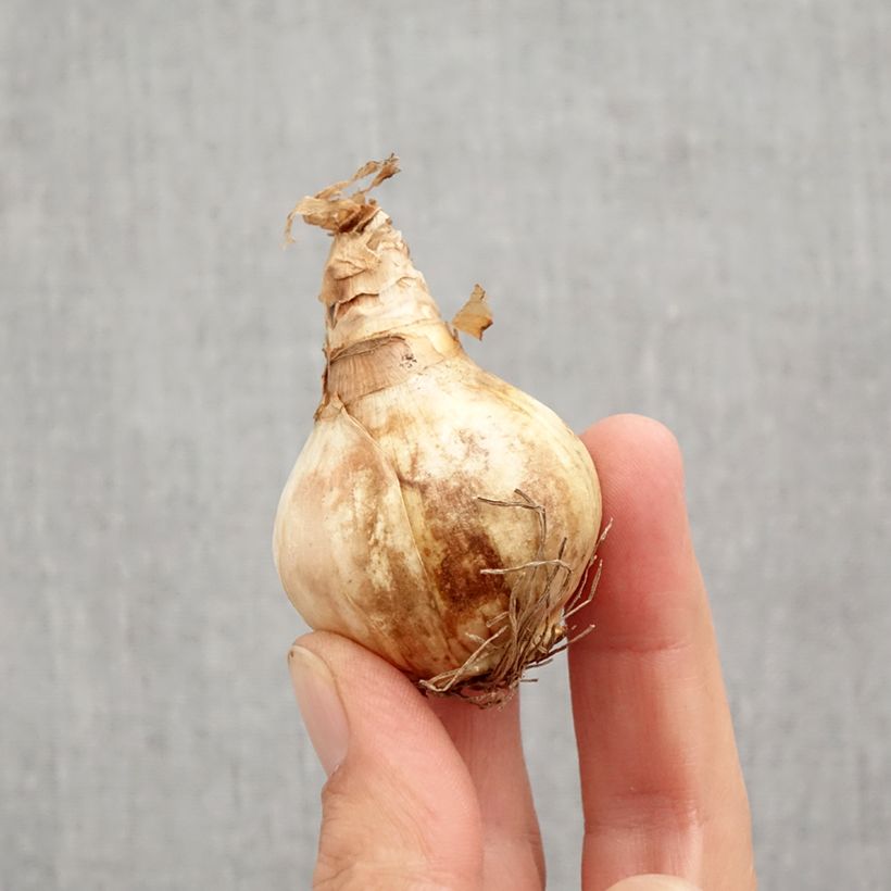 Exemplaar van Narcissus Dreamlight - Kleinkronige narcis Bol kaliber 12+ zoals geleverd in de herfst