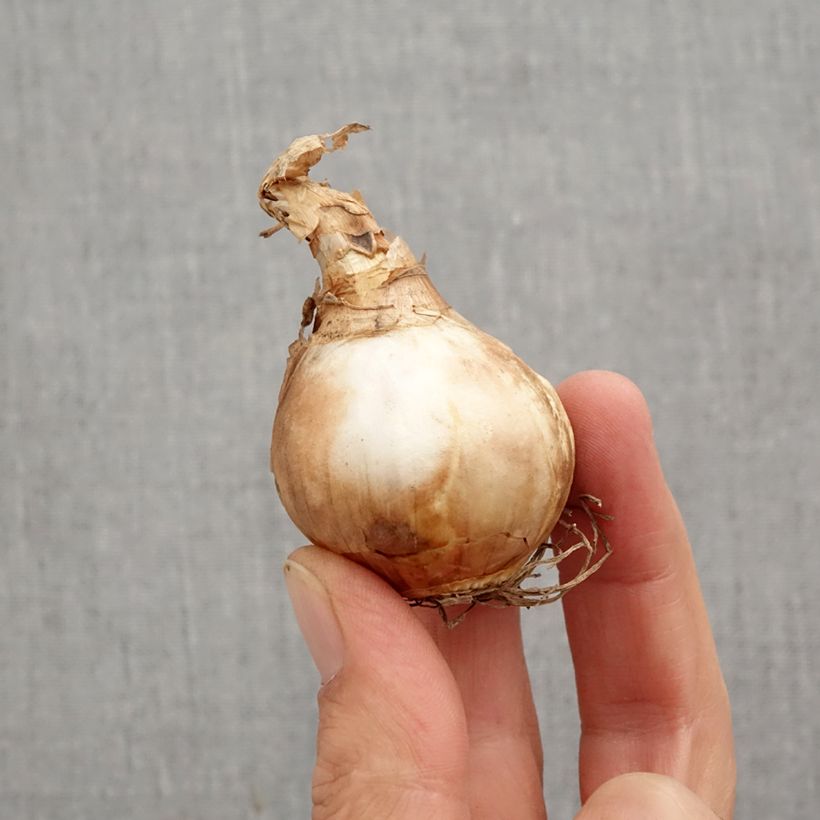 Exemplaar van Narcissus Dutch Master - Grootkronige narcis Bol kaliber 12+ zoals geleverd in de herfst