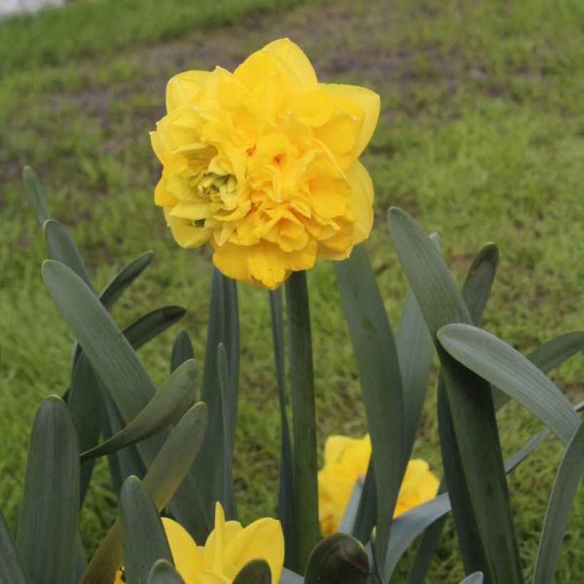 Narcissus Easter Tide - Dubbele narcis (Groeiplaats)