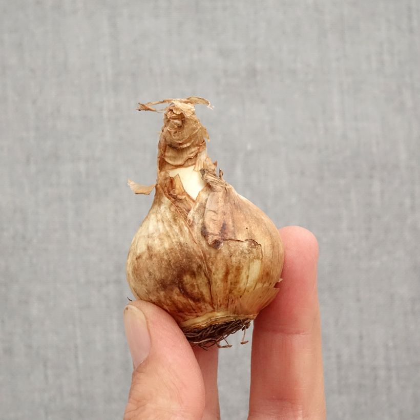 Exemplaar van Narcissus Edna Earl - Grootkronige narcis Bol kaliber 12+ zoals geleverd in de herfst