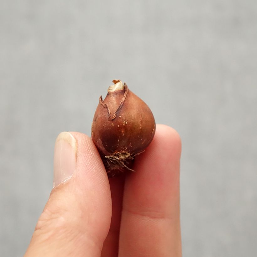 Exemplaar van Narcissus fernandesii var. cordubensis - Narcis Bol kaliber 6+ zoals geleverd in de herfst