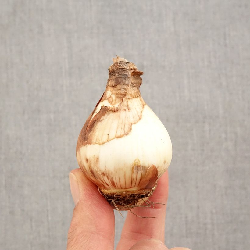 Exemplaar van Narcissus Fortissimo - Grootkronige narcis Bol kaliber 14/16 zoals geleverd in de herfst