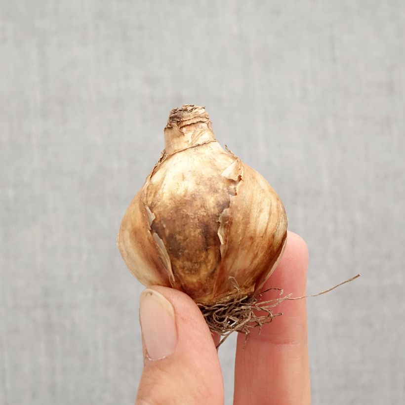 Exemplaar van Narcissus Girl Power - Jonquilla-narcis Bol kaliber 12+ zoals geleverd in de herfst