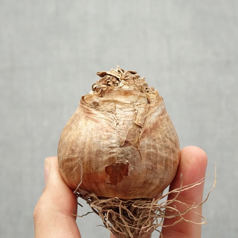 Exemplaar van Narcis Golden Ducat - Dubbele narcis Bol kaliber 16+ zoals geleverd in de herfst