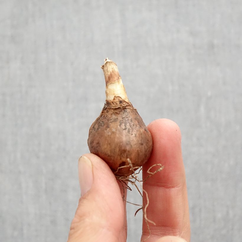 Exemplaar van Narcissus Golden Echo - Jonquilla-narcis Bol kaliber 10+ zoals geleverd in de herfst