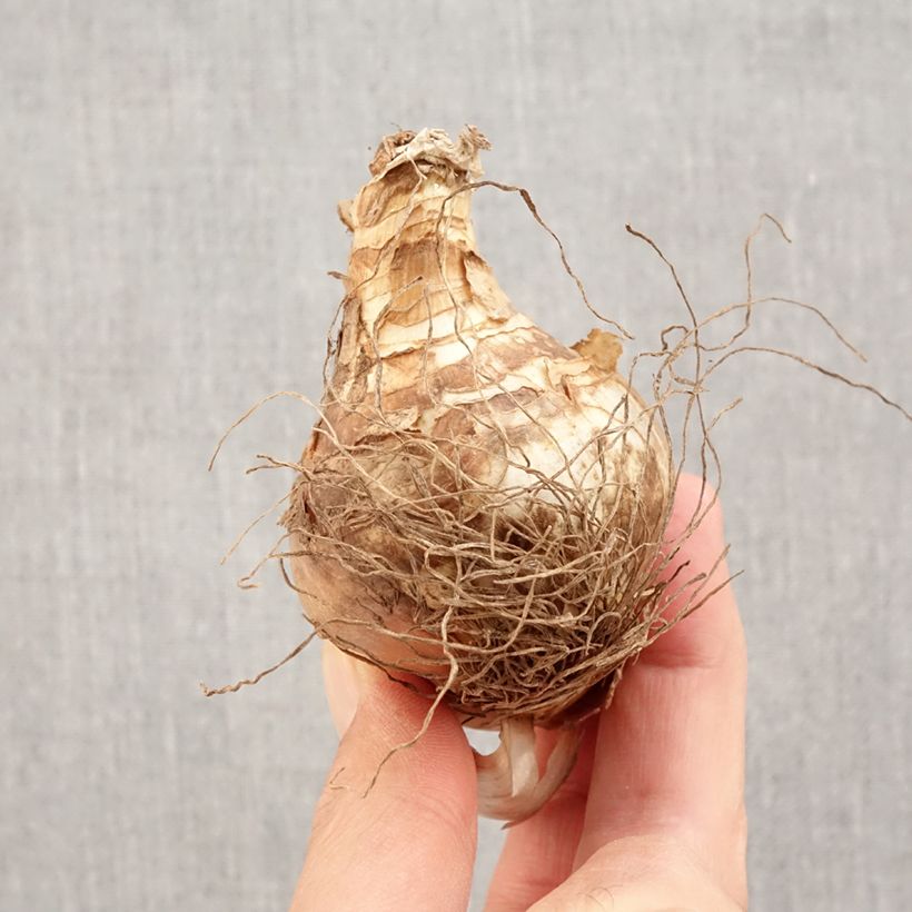 Exemplaar van Narcissus Grand Soleil d Or - Tazetta-narcis Bol kaliber 14+ zoals geleverd in de herfst