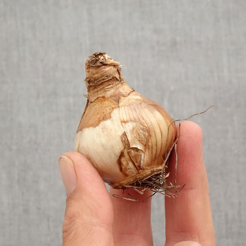 Exemplaar van Narcissus Irene Coppeland - Dubbele narcis Bol kaliber 12+ zoals geleverd in de herfst