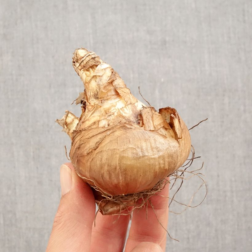 Exemplaar van Narcissus Jamestown - Kleinkronige narcis Bol kaliber 14+ zoals geleverd in de herfst