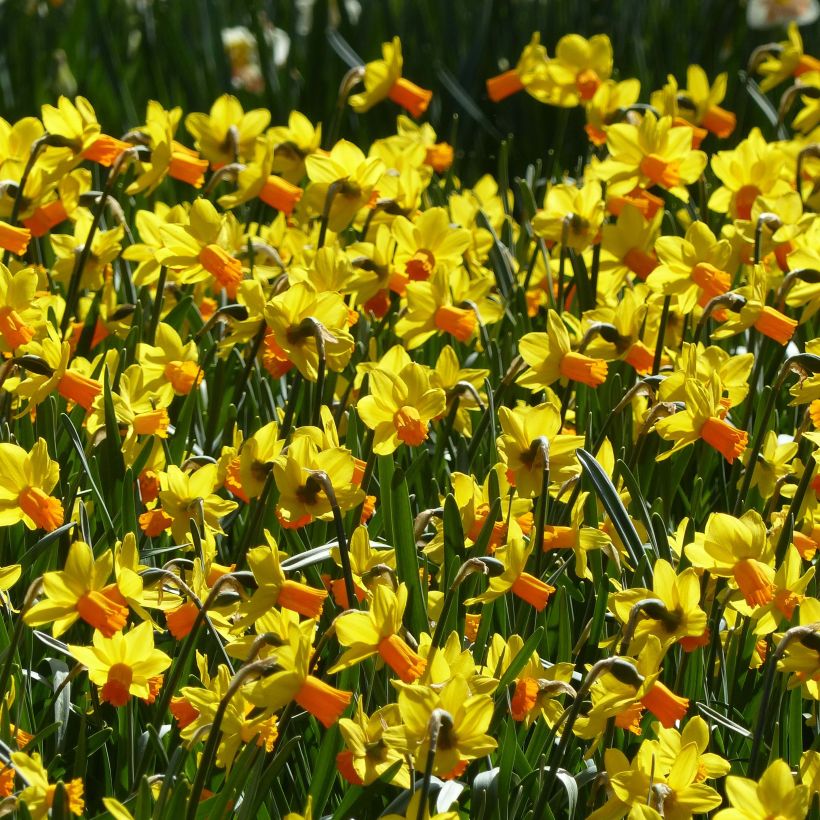 Narcissus Jet Fire - Dwergnarcis (Bloei)