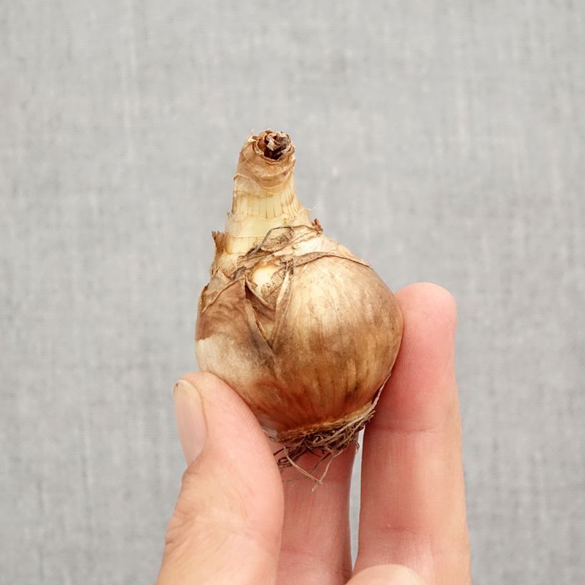 Exemplaar van Narcissus Juanita - Grootkronige narcis Bol kaliber 12+ zoals geleverd in de herfst